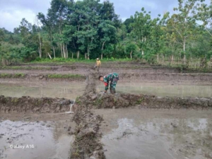 Motivasi Petani, Pratu Denis Nderu Peta Turun Langsung ke Sawah di Tabundung