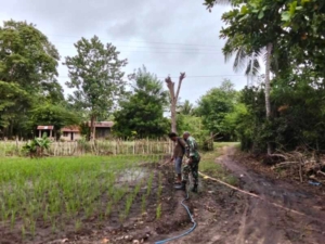 Babinsa Koramil 03/Pahunga Lodu Turun ke Sawah Bantu Penyemprotan Padi