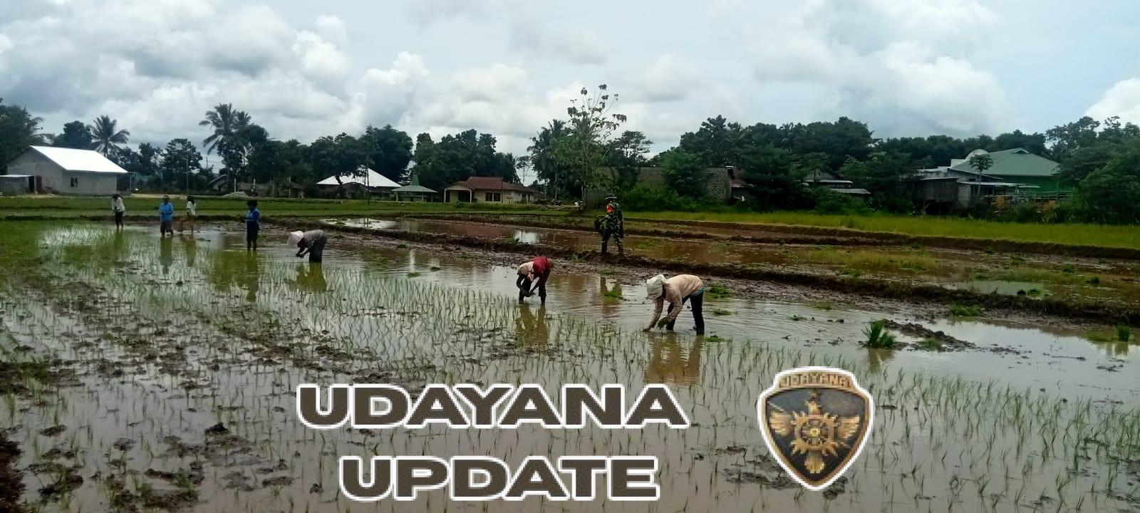 Wujud Kepedulian TNI, Babinsa Koramil 01/Lewa Bantu Petani Tanam Padi