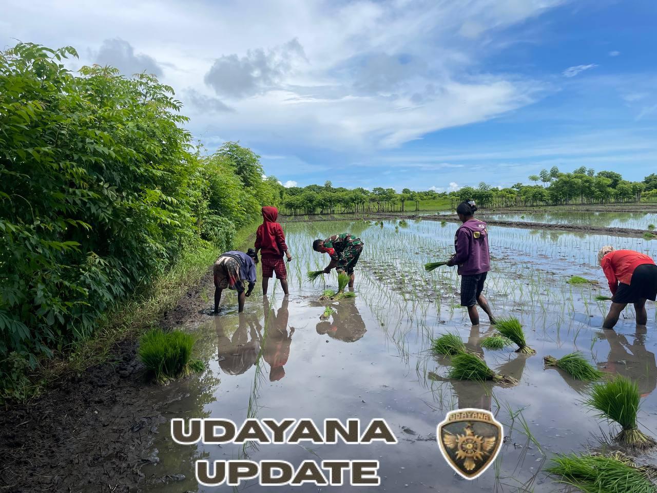 Dukung Ketahanan Pangan, Babinsa Praka Uus Gusnanda Turun Sawah di Desa Haikatapu