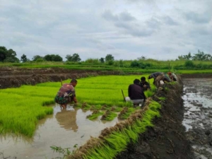 Babinsa Koramil 03/Katikutana Bantu Warga Cabut Bibit Padi di Desa Malinjak