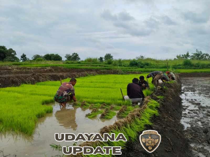 Babinsa Koramil 03/Katikutana Bantu Warga Cabut Bibit Padi di Desa Malinjak