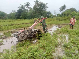 Babinsa Koramil 06/Karera Bantu Petani Bajak Sawah di Desa Tandula Jangga