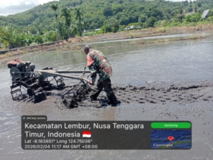 Babinsa Koramil 1622/Alor Dampingi Pengolahan Lahan Sawah di Desa Tulleng
