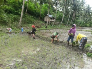 Babinsa Koramil 1630-03/Macang Pacar Dampingi Petani Tanam Padi di Desa Mbakung