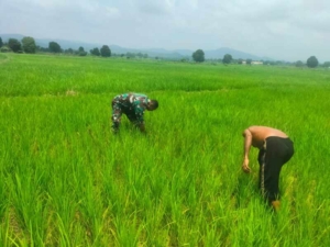 Serka Aries Umbu Turun Langsung Bantu Perawatan Tanaman Padi Warga