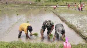 Dari Loreng yang di penuhi Lumpur Sawah, Kepedulian Babinsa 1618/TTU Menguatkan Ketahanan Pangan Desa