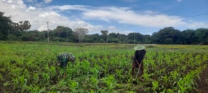 Babinsa Rindi Umalulu Gotong Royong Bersama Petani Bersihkan Lahan Jagung