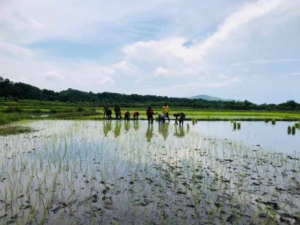 Pratu Hezron Domu Wora Turun ke Sawah Dampingi Petani Karera