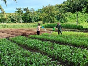 Babinsa Dampingi Petani Sayur di Desa Tanglapui Timur