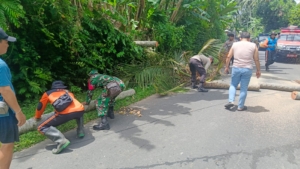 Respon Cepat, Petugas Gabungan Di Klungkung Tangani Musibah Pohon Tumbang Di Desa Sulang