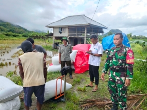 Babinsa Pernek Dampingi Bulog Serap Gabah Petani di Moyo Hulu