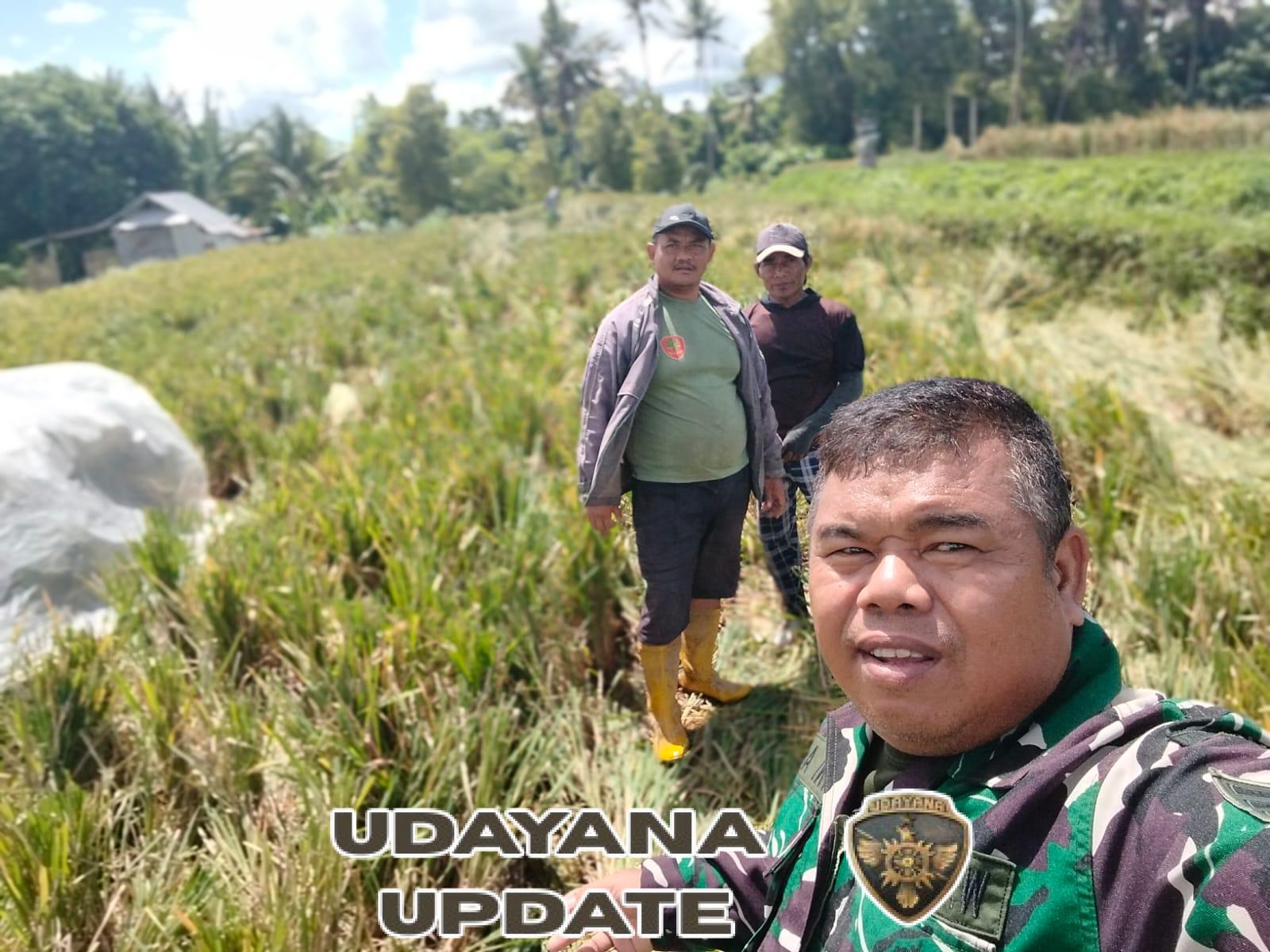 TNI Hadir Sukseskan Hanpangan, Babinsa Getakan Turun Sawah Bantu Petani Panen Padi