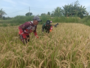 Babinsa Tojan Bantu Petani Panen Padi Di Subak Toye Cau