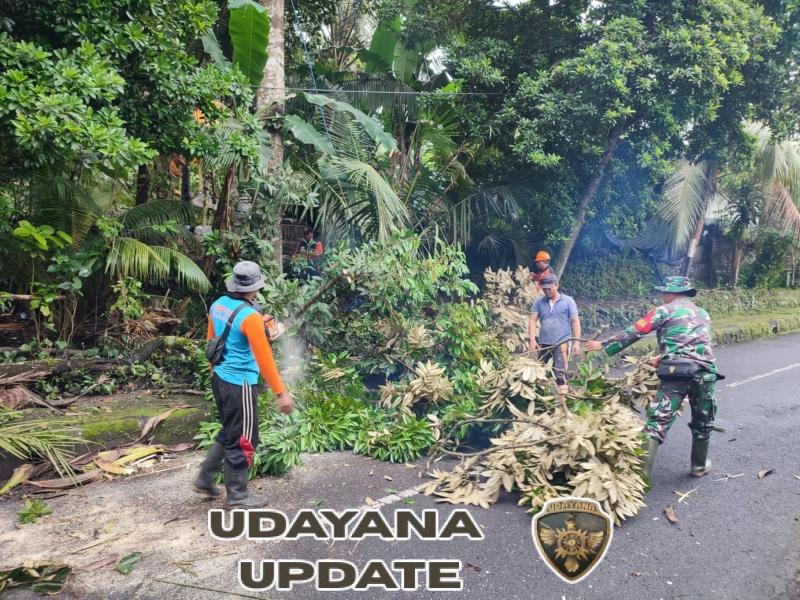Antisipasi Potensi Bencana, Aparat TNI Polri Bersama BPBD Klungkung Eksekusi Dua Pohon Di Desa Dawan Kaler