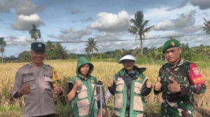 Babinsa Koramil Klungkung Turun Sawah Ikut Serta Pengubinan Di Subak Manduang