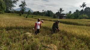 Babinsa Koramil Klungkung Dampingi Petani Panen Padi Di Subak Tempek Ume Bluluk
