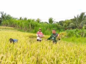 Sinergi TNI Dan Petani, Babinsa Getakan Panen Padi Di Subak Delod Getakan