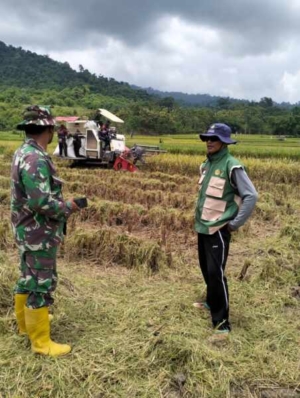 Babinsa Koramil 1607-04/Alas Kawal Serapan Gabah Petani, Ketahanan Pangan Makin Kuat