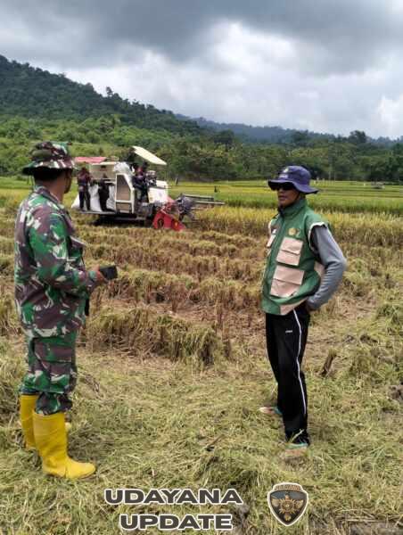 Babinsa Koramil 1607-04/Alas Kawal Serapan Gabah Petani, Ketahanan Pangan Makin Kuat