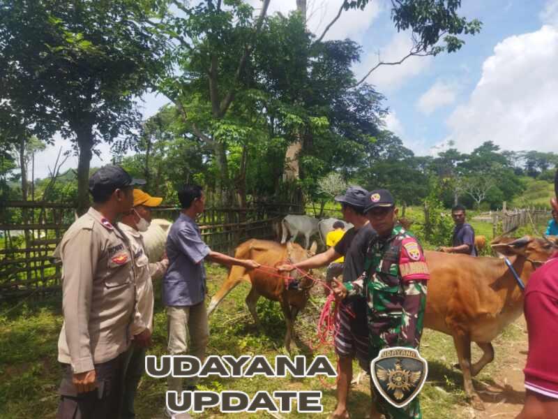 Aktif Dampingi Pemdes, Babinsa Pastikan Bantuan Sapi Tepat Sasaran