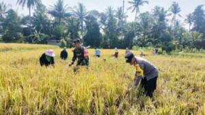 Babinsa Desa Bunutin Dampingi Panen Padi di Subak Prayu, Dukung Ketahanan Pangan Wilayah