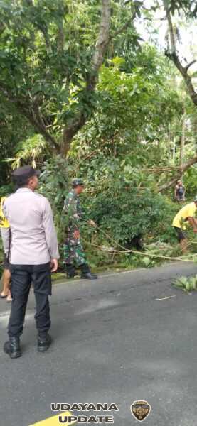 Babinsa 1623-02/Abang Dampingi Pemangkasan Pohon di Jalan Provinsi Wilayah Desa Abang