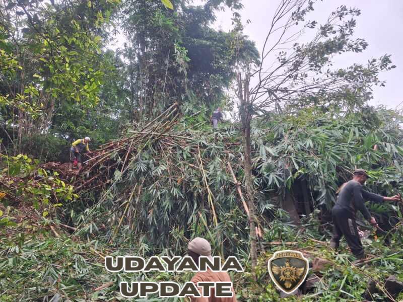 Hujan Deras dan Angin Kencang, Pohon Bambu Tumbang Timpa Rumah Warga Sidetapa