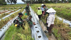Dansatgas TMMD 127 Jembrana: Budidaya Semangka Adalah Investasi Kemandirian Ekonomi Desa.