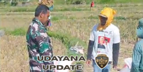 Babinsa Desa Toya Dampingi Panen Raya Padi, Wujud Nyata Dukung Ketahanan Pangan di Dusun Toya Daya