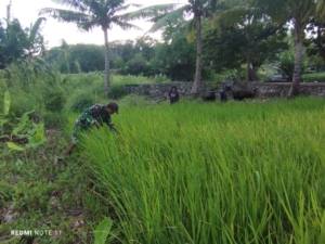 Dukung Ketahanan Pangan, Babinsa Bantu Pembersihan Lahan Sawah Warga