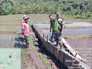 Pantau Sawah Terserang Hama, Babinsa dan PPL Beri Imbauan ke Petani Detusoko Barat