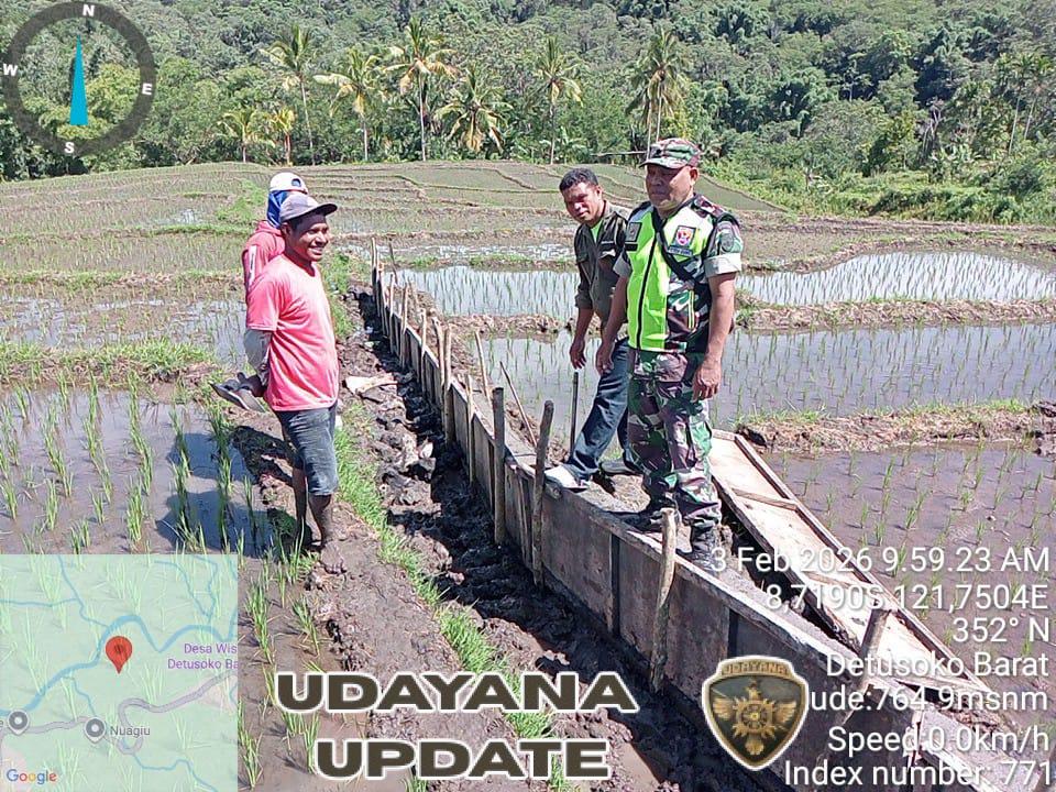 Pantau Sawah Terserang Hama, Babinsa dan PPL Beri Imbauan ke Petani Detusoko Barat
