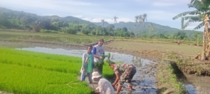 Dukung Ketahanan Pangan, Babinsa Koramil 1612-04/Elar Bantu Petani Ikat Bibit
