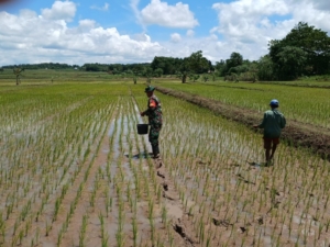 Wujudkan Ketahanan Pangan, Babinsa Koramil 01/Lewa Dampingi Petani Padi di Desa Kangeli
