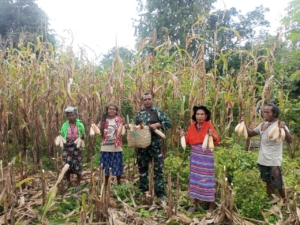 Wujudkan Ketahanan Pangan Yang Mandiri, Serda Hironimus Kono Bersama Petani Panen Jagung Hibrida