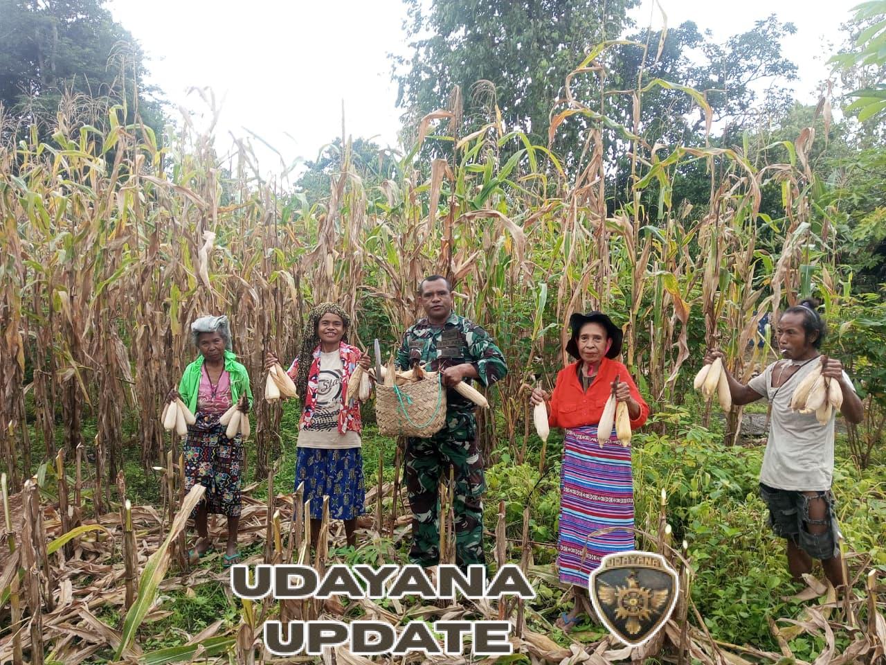 Wujudkan Ketahanan Pangan Yang Mandiri, Serda Hironimus Kono Bersama Petani Panen Jagung Hibrida