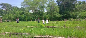 Babinsa Koramil 04/Tabundung Dampingi Petani Pantau Tanaman Padi di Taralodu