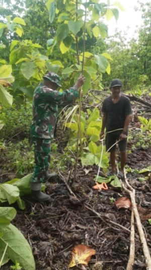 Babinsa Laksanakan Pengukuran Lahan KDKMP Desa Lekona Kecamatan Pantai Baru