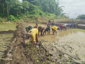 Dukung Ketahanan Pangan, Babinsa Serka Masrin Bantu Petani Tanam Padi di Malinjak