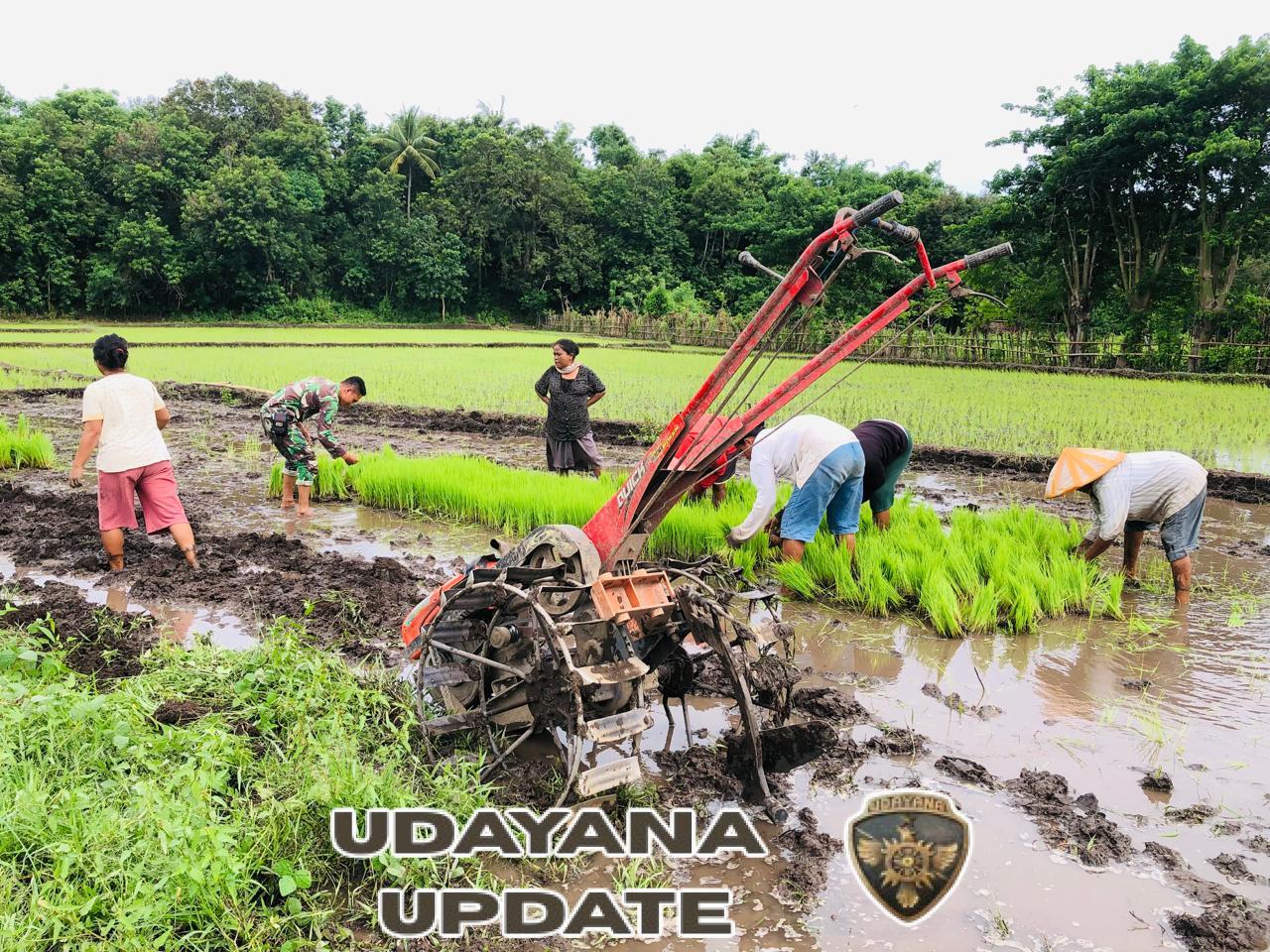 Babinsa Koramil 06/Karera Turun ke Sawah, Dukung Percepatan Tanam Padi di Nggongi
