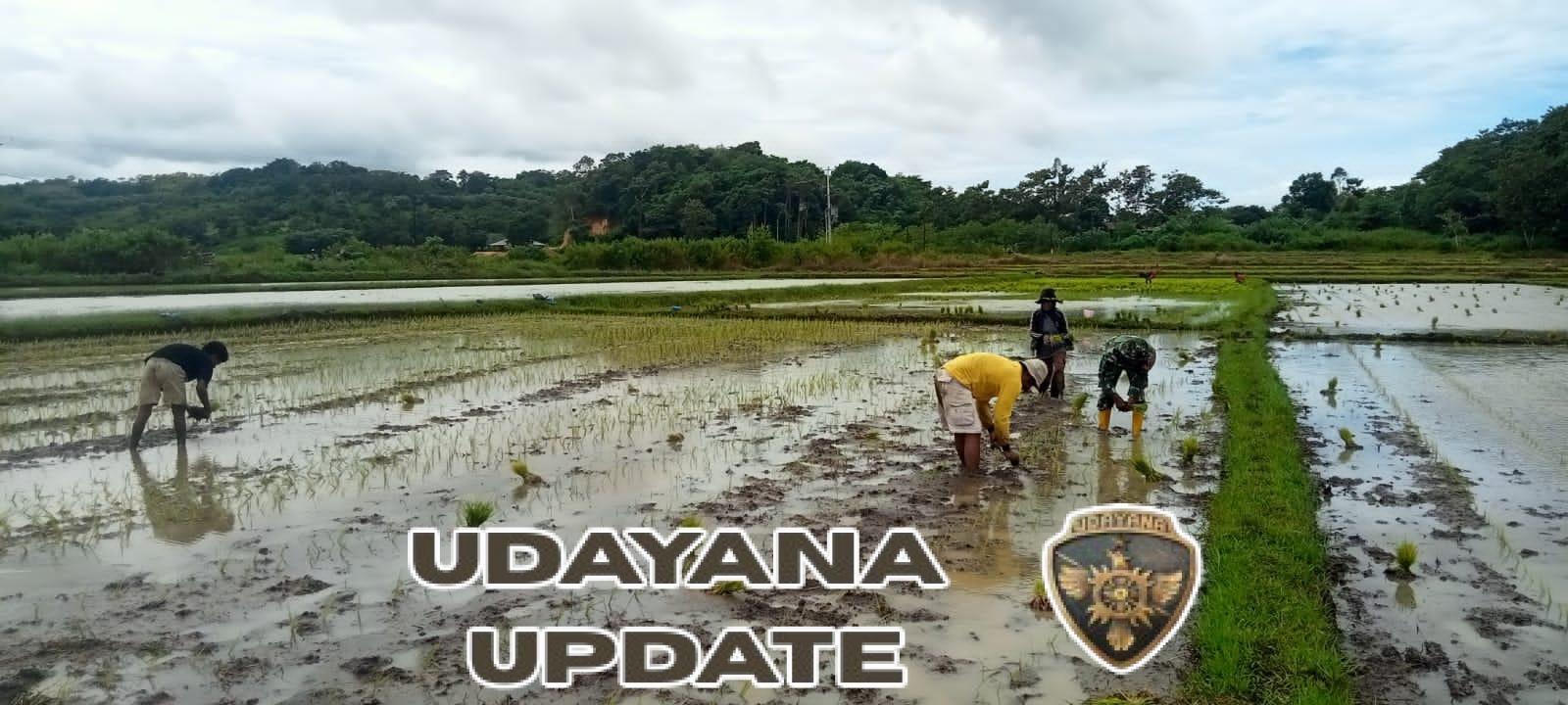 Serma Andreas Tapenu Monitoring Wilayah Sekaligus Bantu Tanam Padi