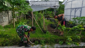 Koramil 1615-11/Aikmel Gencarkan Tanam Hortikultura di Lahan Gambut, Wujud Nyata Dukung Ketahanan Pangan Nasional