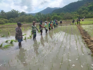 Sinergi TNI dan Petani, Babinsa Koramil 1602-04/Maurole Tanam Padi di Desa Keliwumbu