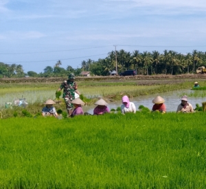 Wujud Kemanunggalan TNI–Rakyat, Koramil Elar Dampingi Petani Panen Padi