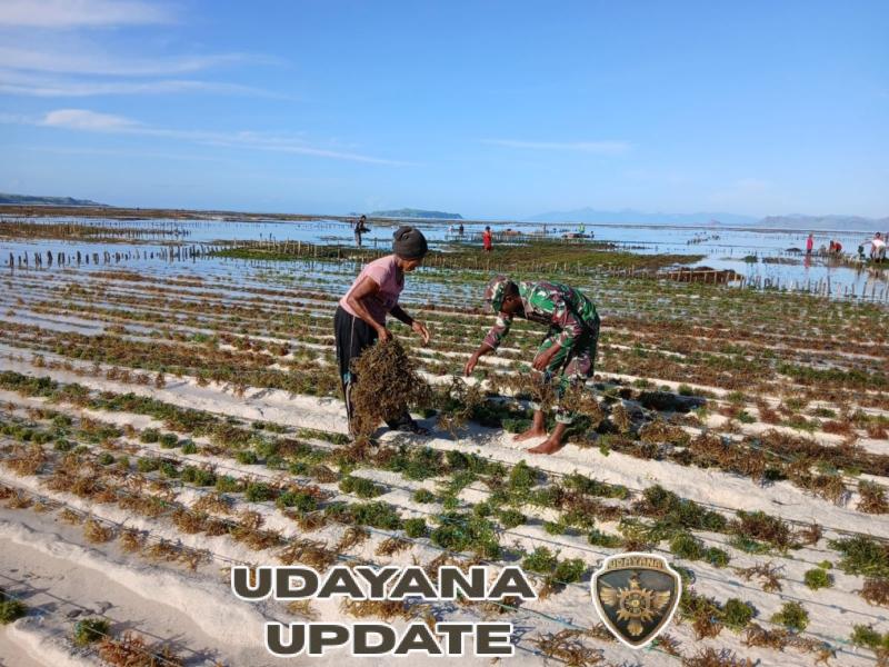 Babinsa Desa Alumang Laksanakan Pemantauan Wilayah dan Bantu Panen Rumput Laut