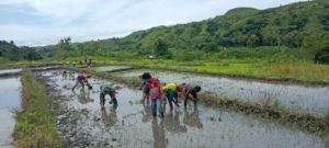 Wujud Kepedulian Ketahanan Pangan, Babinsa Koramil 04/Tabundung Bantu Petani Tanam Padi