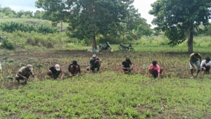 Dukung Ketahanan Pangan, Babinsa Aktif Bantu Perawatan Tanaman Padi