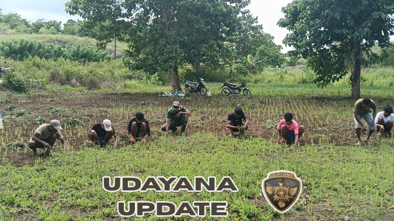 Dukung Ketahanan Pangan, Babinsa Aktif Bantu Perawatan Tanaman Padi