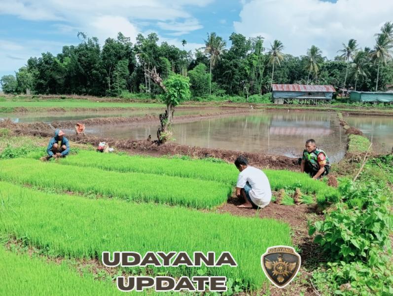 Dukung Ketahanan Pangan, Sertu Jaharudin Turun ke Sawah Bantu Petani